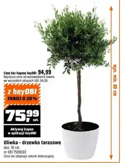 OBI Oliwka - drzewko tarasowe oferta
