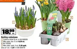 OBI Rośliny cebulowe - Szafirki oferta