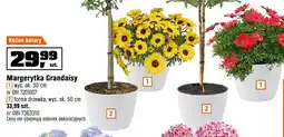 OBI Margerytka Grandaisy forma drzewka, wys. ok. 50 cm oferta