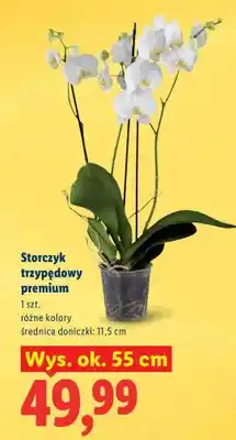 Lidl Storczyk trzypędowy premium oferta