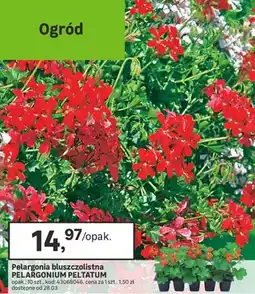 Leroy Merlin Pelargonia bluszczolistna Pelargonium Peltatum oferta