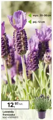 Leroy Merlin Lawenda francuska oferta