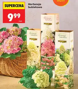 Biedronka Hortensja oferta