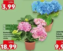 Kaufland Hortensja oferta