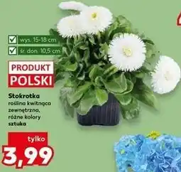Kaufland Stokrotka oferta