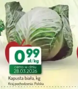 Avita Kapusta biała oferta