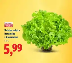 Lidl Sałata batawska z korzeniem oferta