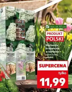 Kaufland Hortensja krzewiasta w kartonie różne kolory sztuka oferta