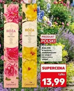 Kaufland Róża pnąca XXL oferta