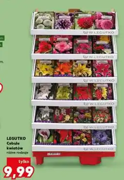 Kaufland LEGUTKO Cebule kwiatów różne rodzaje oferta