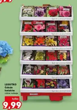 Kaufland LEGUTKO Cebule kwiatów różne rodzaje oferta
