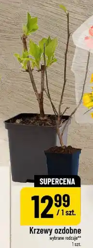 Polomarket Krzewy ozdobne oferta