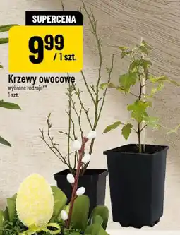 Polomarket Krzewy owocowe oferta