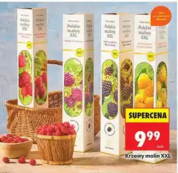 Biedronka Herbata Polskie maliny malina czerwona w łodydze oferta