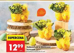 Biedronka Kalanchoe w doniczce kurczak oferta