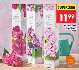 Biedronka Krzew lilak Premium XXL oferta