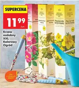 Biedronka Krzew ozdobny XXL Kolorowy Ogród oferta