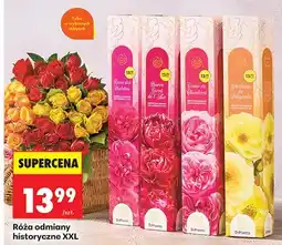 Biedronka Róża odmiany historyczne XXL oferta
