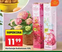 Biedronka Hortensja bukietowa XXL oferta