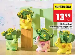 Biedronka Kalanchoe w doniczce zajączek średnica doniczki 6 cm oferta