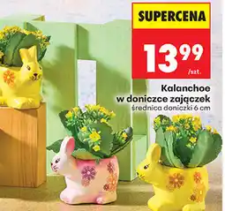 Biedronka Kalanchoe w doniczce zajączek oferta