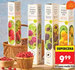 Biedronka Krzewy malin XXL oferta