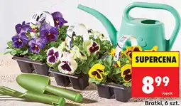 Biedronka Bratki, 6 szt oferta