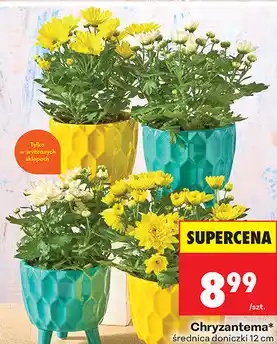 Biedronka Chryzantema oferta