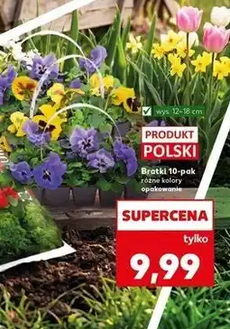Kaufland Bratki oferta