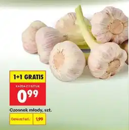 Biedronka Czosnek młody szt oferta