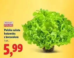 Lidl Polska sałata batavska z korzeniem oferta