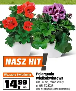 OBI Pelargonia Hit oferta
