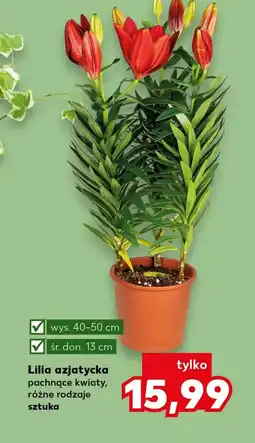 Kaufland Lilia oferta