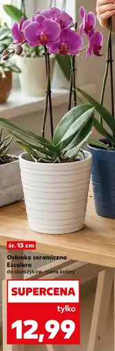 Kaufland Osłonka oferta