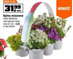 OBI Byliny oferta
