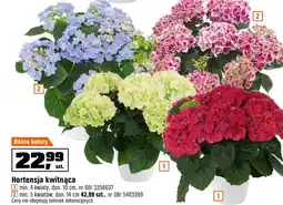 OBI Hortensja oferta