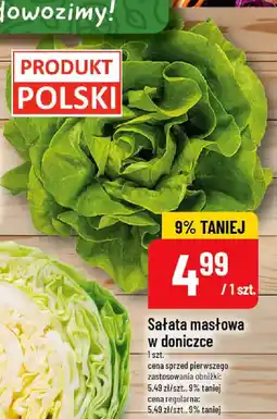 Polomarket Sałata masłowa w doniczce oferta
