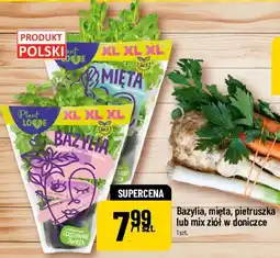 Polomarket Bazylia, mięta, pietruszka lub mix ziół w doniczce oferta