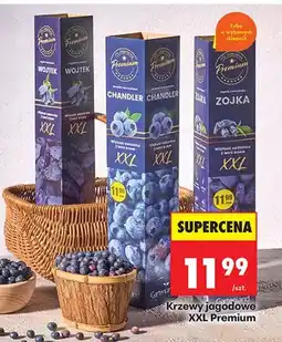 Biedronka Krzewy jagodowe oferta
