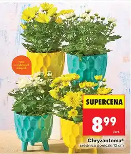 Biedronka Chryzantema średnica doniczki 12 cm oferta