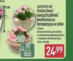 ALDI Roślina dekoracyjna Gardenline oferta