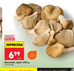 Biedronka Boczniak Polski oferta