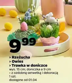 Netto Rzeżucha, owies, trawa w doniczce oferta