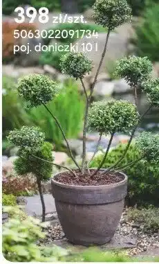 Castorama Ostrokrzew Bonsai oferta