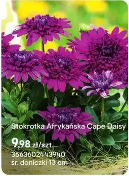 Castorama Stokrotka Afrykańska Cape Daisy oferta