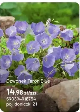 Castorama Dzwonek Taron Blue oferta