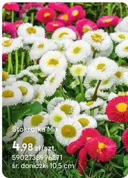 Castorama Stokrotka Mix oferta