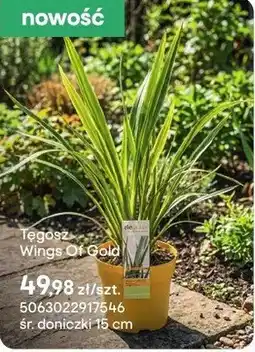 Castorama Tegosz Wings Of Gold oferta