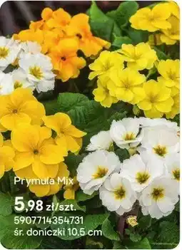 Castorama Prymula Mix oferta