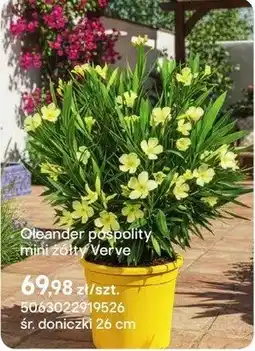 Castorama Oleander pospolitý mini żółty Verve oferta